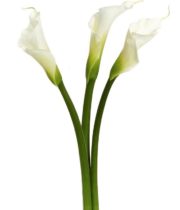 Callas, Aethiopica-tall-white, 30 Stems