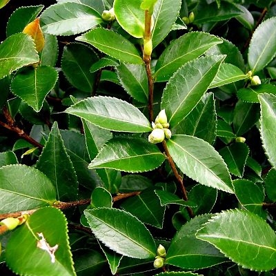 Where to Buy Green Foliage 