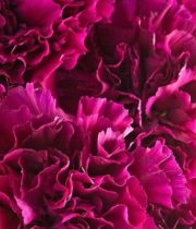 Carnations, Mini-hot Pink