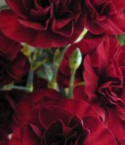 Wholesale Carnation-mini-burgundy