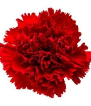 Carnations-red