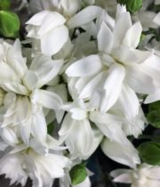Carnations, Mini-Star Snow-white