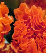 Carnations, Mini-orange