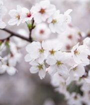 Branch, Flowering Cherry-white