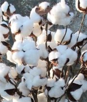 Cotton Branches-white