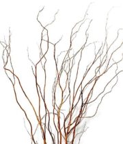 Curly Willow Branches, Medium