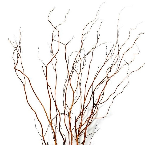 Curly Willow Branches, medium