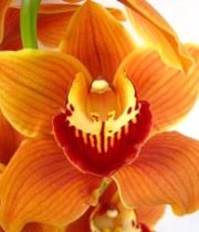 Orchid, Cymbidium, Large-orange