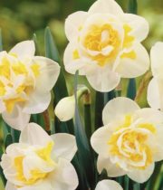Daffodils, large-cream/yellow
