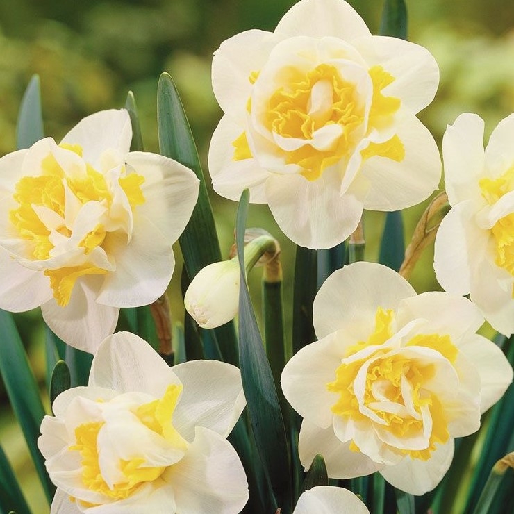 Daffodils, large-cream/yellow
