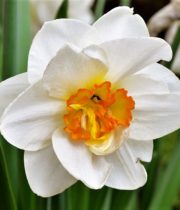 Daffodils, large-white/orange throat