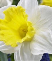 Daffodils, large-white/yellow throat