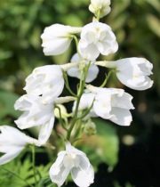 Delphinium, Belladonna-white
