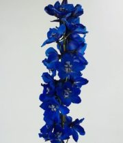 Delphinium, Hybrid-dark Blue