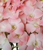 Orchid, Dendrobium-pink