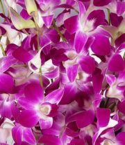 Orchid, Dendrobium-Bombay-purple/white