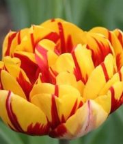 Tulips, Double-red W/yellow