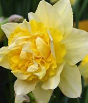 Daffodils, large-yellow double