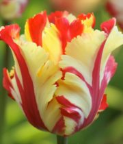 Tulips, French-yellow/red Stripe
