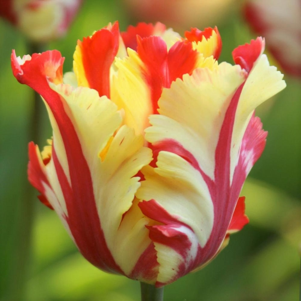 Yellow/Red French Tulips - Florabundance Wholesale Flowers