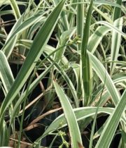 Flax-variegated