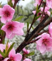 Branch, Flowering Peach-pink