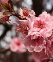 Branch, Flowering Plum-pink