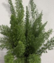 Foxtail Fern