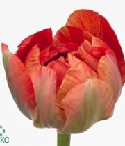Tulips, French Gudoshnik-hot Pink
