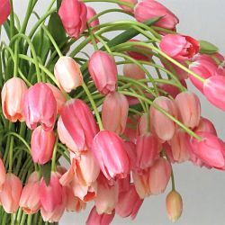 wholesale flowers | tulips French pink