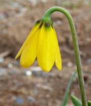 Fritillaria-yellow