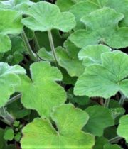 Wholesale Geranium-leaves-mint