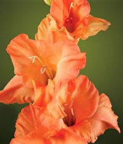 Gladiolus-orange