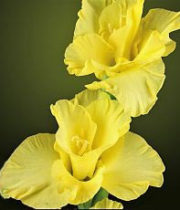 Gladiolus-yellow