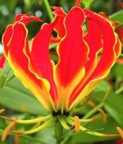 Gloriosa Lily, Short-red
