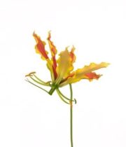 Gloriosa Lily, Short-yellow