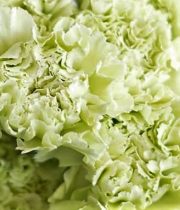 Carnations-green