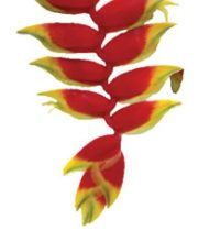 Heliconia, Hanging-Deluxe-red