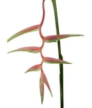 Heliconia, Hanging-Sexy Pink