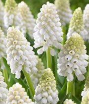 Hyacinth, Muscari-white