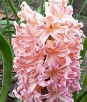 Hyacinth-peach