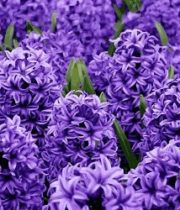 Hyacinth-purple