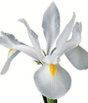 Iris-white