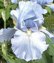 Iris, Bearded-light Blue