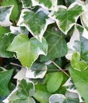 Ivy, Wedding-variegated