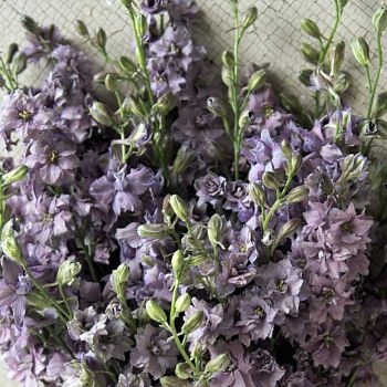 wholesale flowers | larkspur- lavender