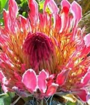 Protea, Latafolia-hot Pink