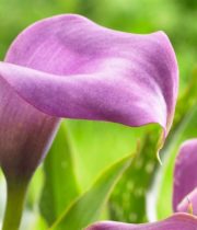 Callas, Mini-lavender