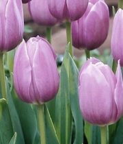 Tulips, Greenhouse-lavender