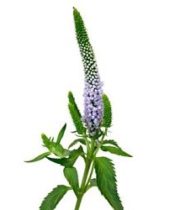 Veronica-lavender